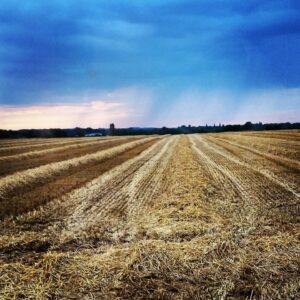Oat straw harvest field