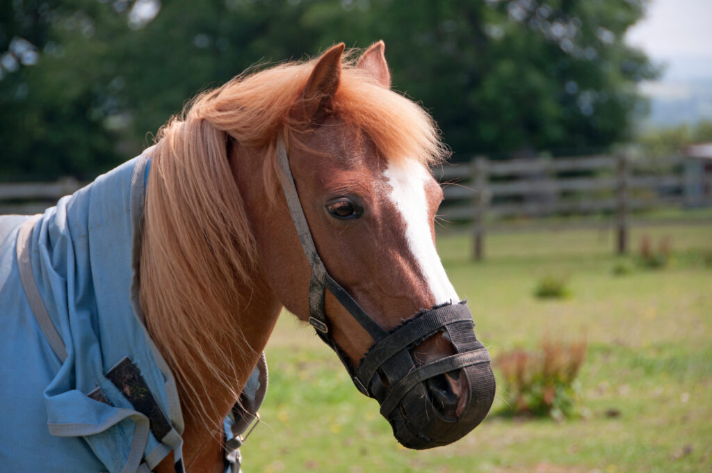 Pretty pony wearing a grazing muzzle to avoid obesity