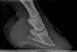 xray of a hoof with lamanitis