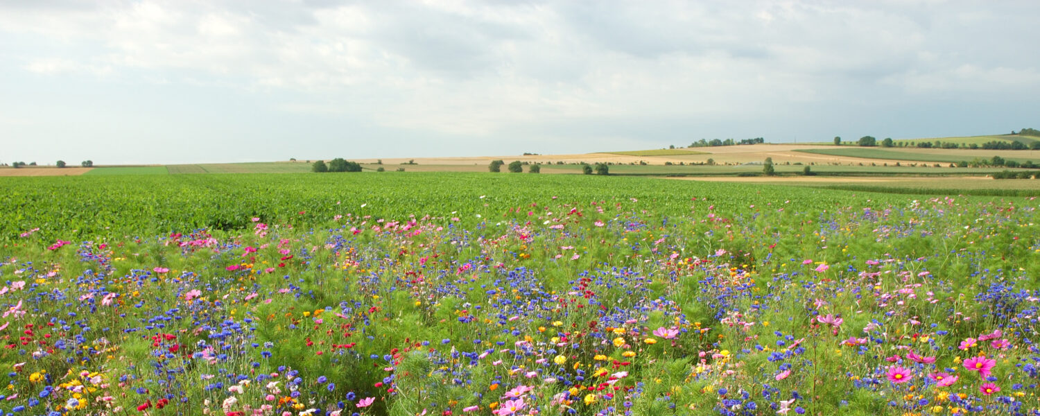 Field Of Wild Flowers